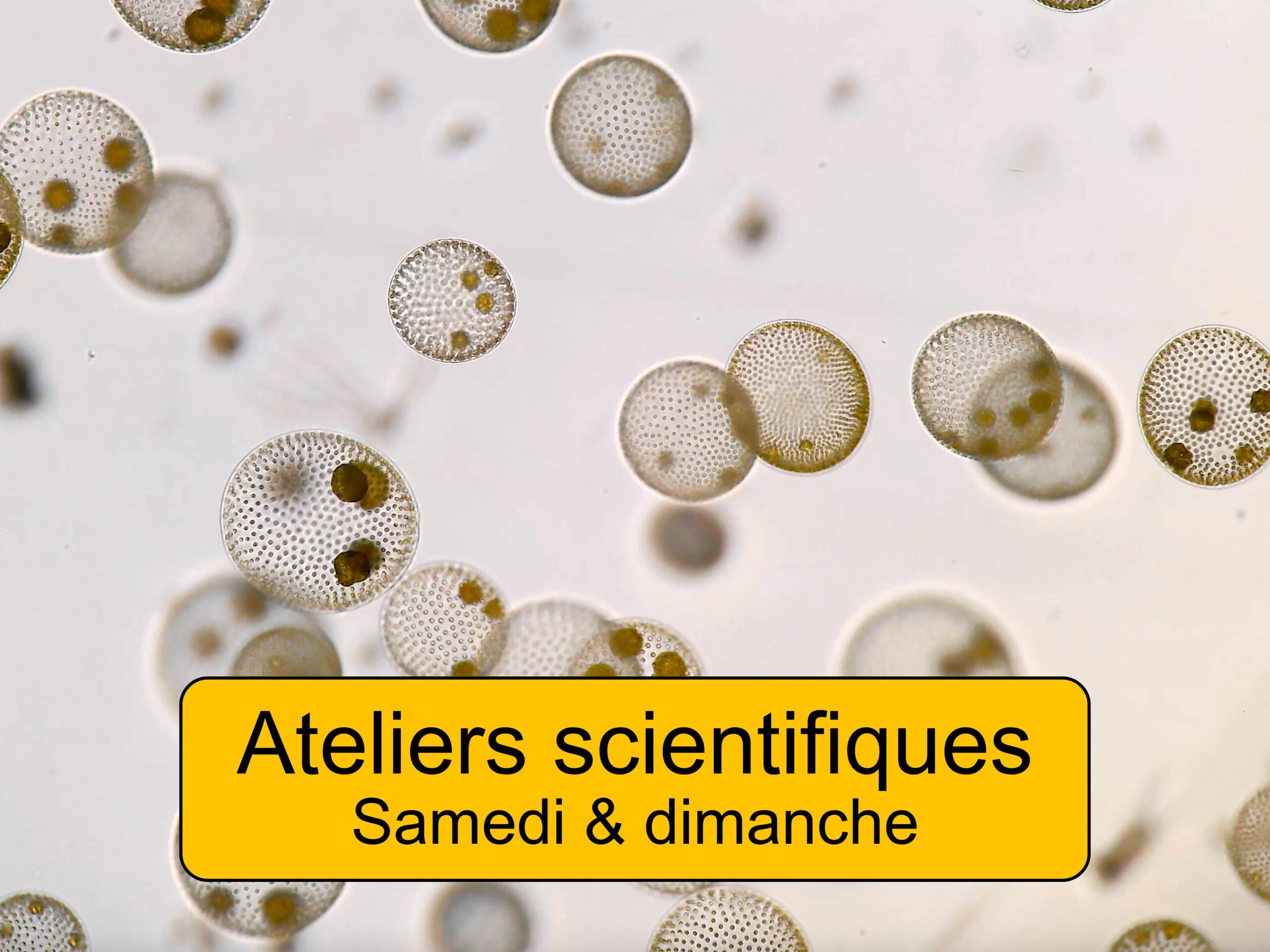 Festival du Plancton - Ateliers scientifiques - Samedi et dimanche