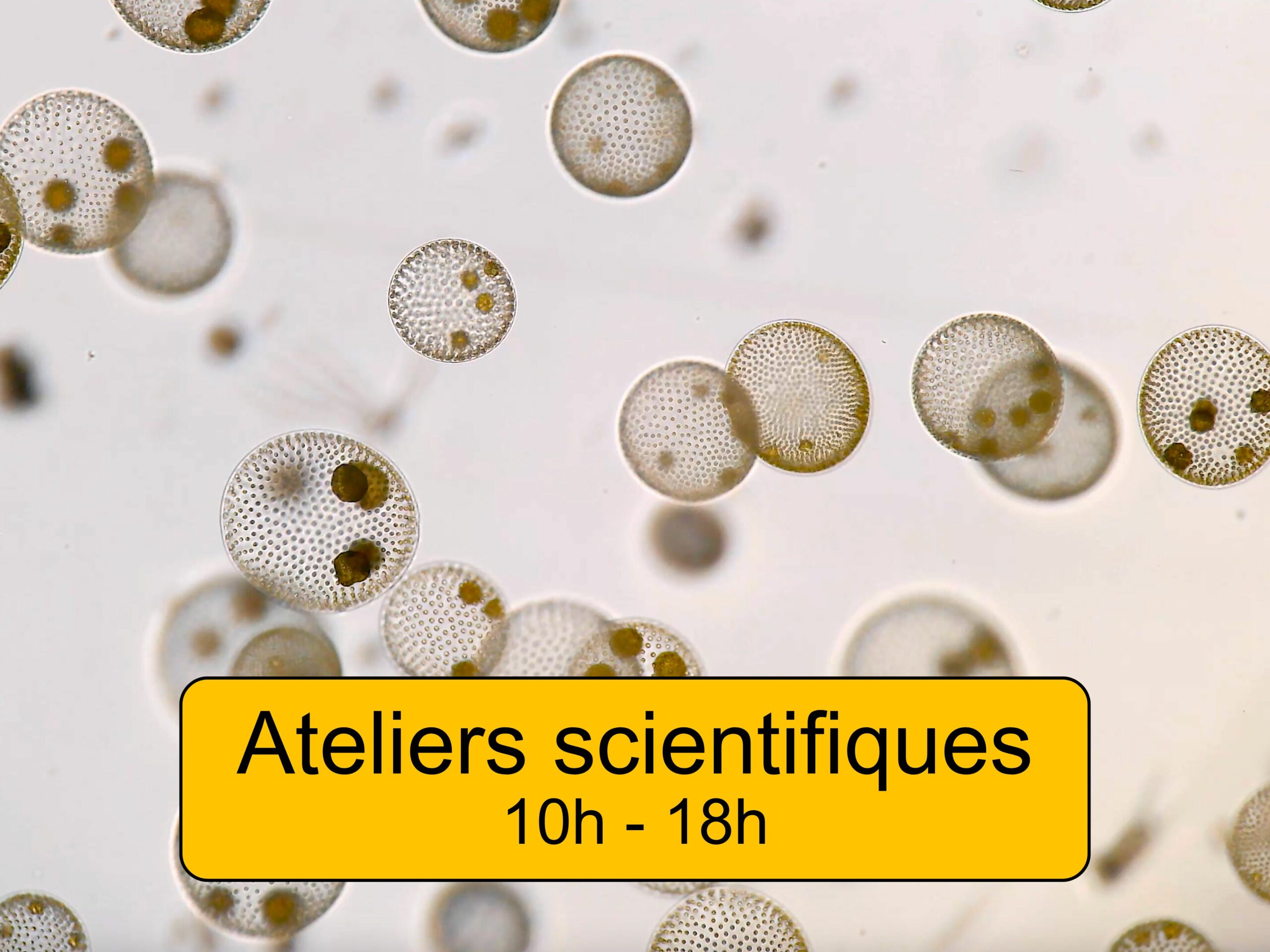 Festival du Plancton - Ateliers scientifiques